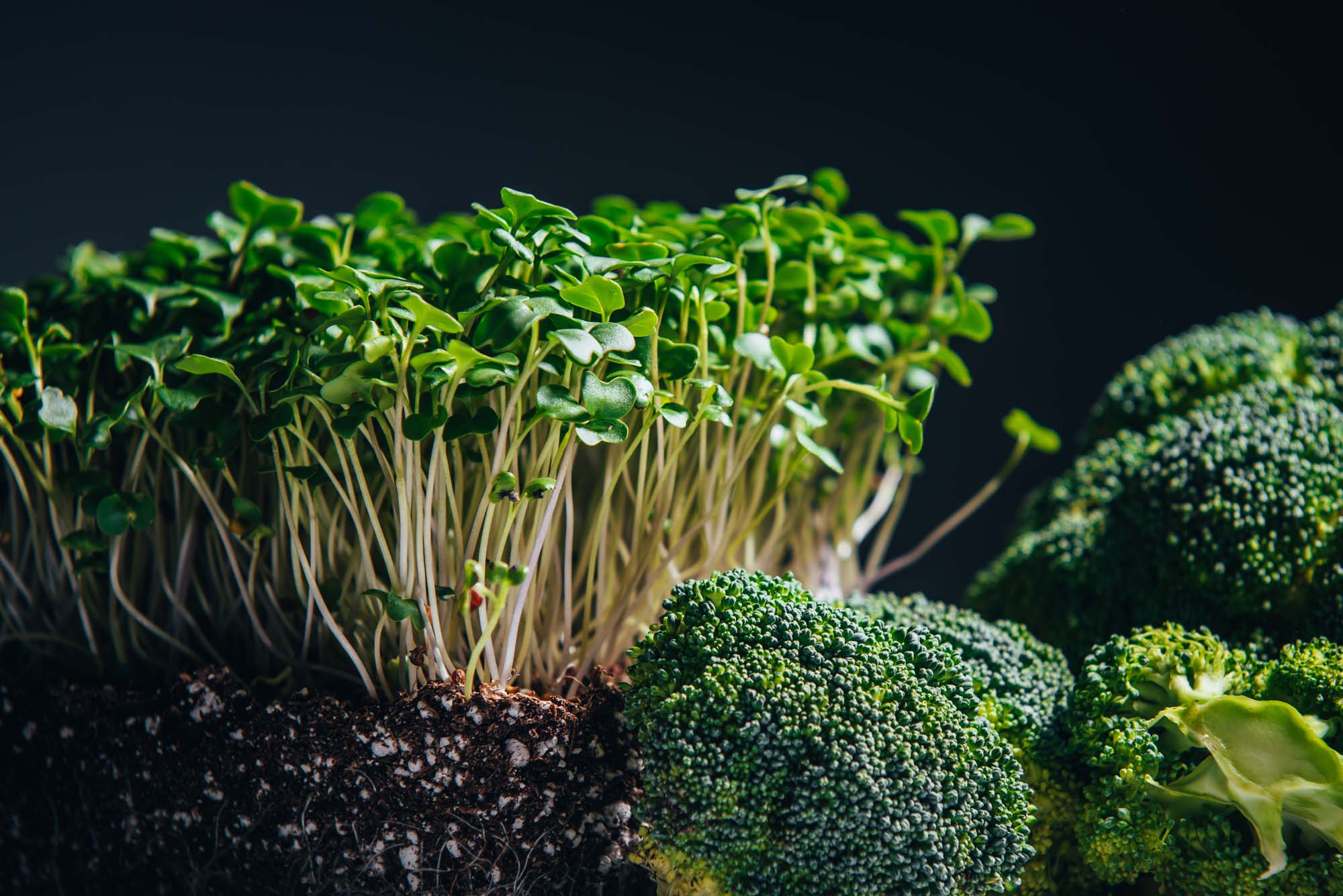 Broccoli Microgreens